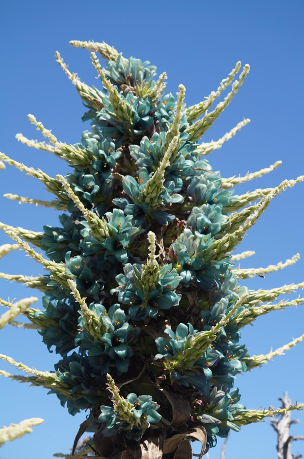 Puya